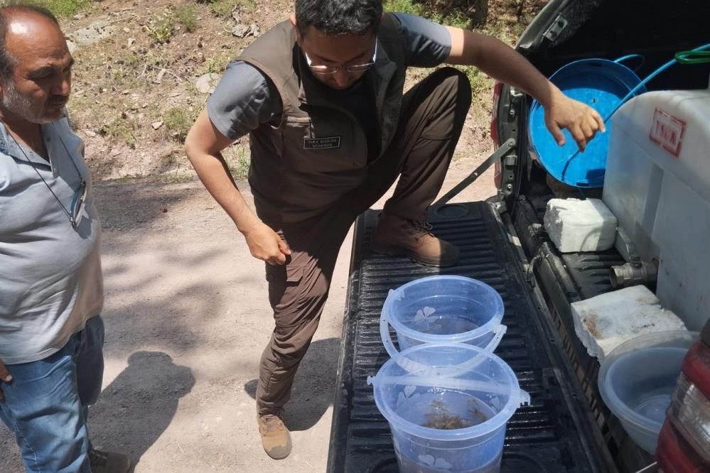 DERELERE 12 BİN ALABALIK YAVRUSU BIRAKILDI