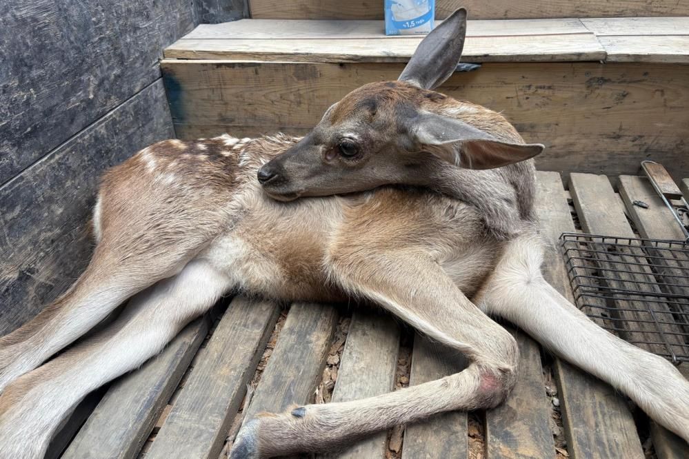 YARALI YAVRU GEYİK TEDAVİ ALTINA ALINDI....