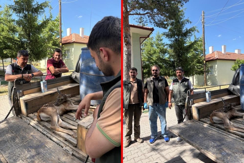 YARALI YAVRU GEYİK TEDAVİ ALTINA ALINDI....