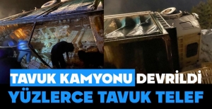 CANLI TAVUK TAŞIYAN KAMYON DEVRİLDİ, YÜZLERDE HAYVAN TELEF OLDU