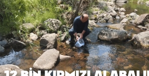 DERELERE 12 BİN ALABALIK YAVRUSU BIRAKILDI