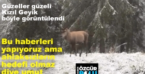 GÜZELLER GÜZELİ KIZILGEYİK GÖRÜNTÜLENDİ