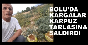 KARGALAR KARPUZLARA SALDIRDI, EMEKLER HEBA OLDU
