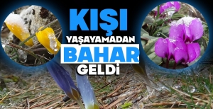 KIŞI YAŞAYAMADAN BAHAR GELDİ...