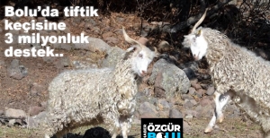 TİFTİK KEÇİSİNE 3 MİLYON DESTEK