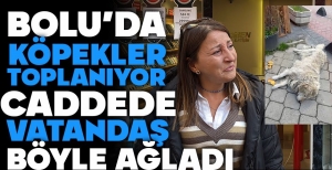 WAFFLE BARINAĞA GÖTÜRÜLDÜ, KADIN GÖZYAŞLARINI TUTAMADI