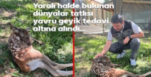 YARALI YAVRU GEYİK TEDAVİ ALTINA ALINDI....