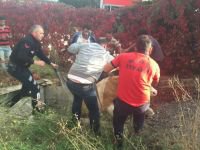 SU KUYUSUNA DÜŞEN İNEĞİ İTFAİYECİLER KURTARDI