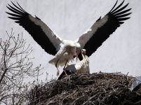 BAHARIN MÜJDECİLERİ GELDİ...