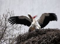 BAHARIN MÜJDECİLERİ GELDİ...