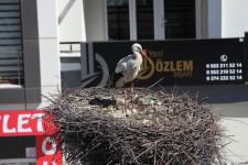 BAHARIN MÜJDECİLERİ GELDİ...