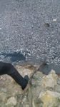 BİNLERCE BALIK BU HALDE BULUNDU