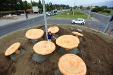 BOLU'NUN GİRİŞİNE KANLICA MANTARI...