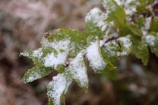 BOLU'YA KAR ERKEN GELDİ