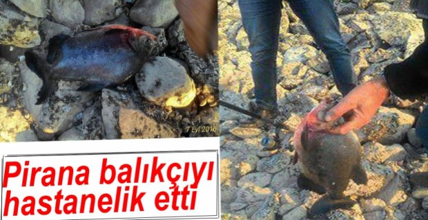 PİRANA BALIKÇIYI HASTANELİK ETTİ
