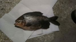 İKİNCİ PİRANA VAKASI...