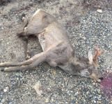 OTOMOBİLİN ÇARPTIĞI GEYİK TELEF OLDU