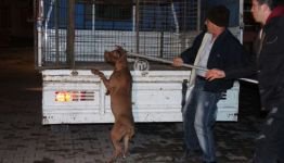 POLİS SALDIRGAN KÖPEĞİ ATEŞ EDEREK DURDURDU