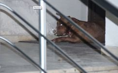 POLİS SALDIRGAN KÖPEĞİ ATEŞ EDEREK DURDURDU