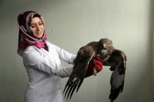 YARALI ŞAHİNE DUYARLI VATANDAŞ YARDIMI...