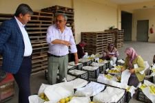 YİĞİTLERİMİZE 16 TON SEBEN ELMASI....