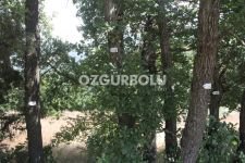BİNLERCE AĞAÇ KURTARILDI