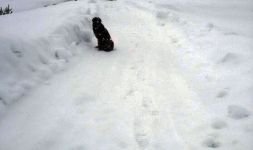 BOLU'DA  HİÇBİR CANLI SAHİPSİZ DEĞİL