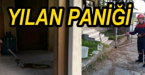 BOLU'DA YILAN PANİĞİ