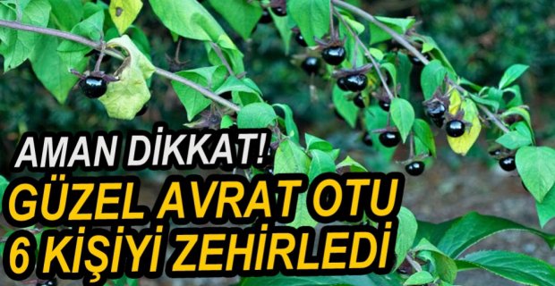GÜZEL AVRAT OTU 6 KİŞİYİ ZEHİRLEDİ