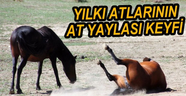 YILKI ATLARININ YAYLA KEYFİ