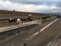 BÜYÜKBAŞ HAYVANLAR TELEF OLDU