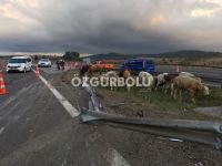 BÜYÜKBAŞ HAYVANLAR TELEF OLDU