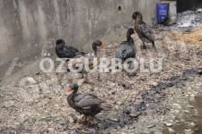 ÇİMENTO FABRİKASINDAN AÇIKLAMA