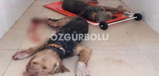 DOMUZLAR AVLANMAYA GİDEN KÖPEKLERE SALDIRDI