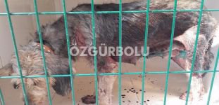 DOMUZLAR AVLANMAYA GİDEN KÖPEKLERE SALDIRDI