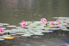 GÖLCÜK HAFTA SONU DOLDU TAŞTI