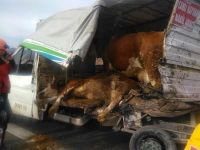 İNEKLER İÇİN SEFERBER OLDULAR