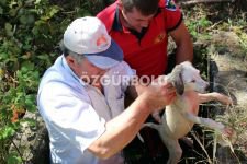 İTFAİYENİN YAVRU KÖPEK SEFERBERLİĞİ