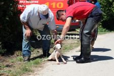 İTFAİYENİN YAVRU KÖPEK SEFERBERLİĞİ