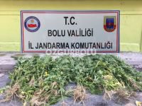 KENT MERKEZİNDE TARLAYA UYUŞTURUCU EKMİŞLER