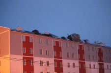 LODOS AĞAÇLARI DEVİRDİ