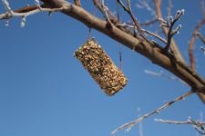 ÖĞRENCİLER VE ÖĞRETMENLER KUŞLARA UMUT OLDU