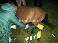 YARALI ATIN İMDADINA EKİPLER YETİŞTİ