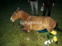 YARALI ATIN İMDADINA EKİPLER YETİŞTİ