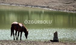 YILKI ATLARININ YAYLA KEYFİ