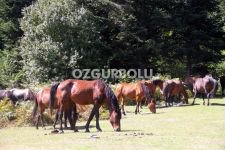 YILKI ATLARININ YAYLA KEYFİ