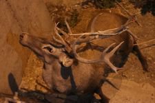 350 KİLOLUK GEYİK İÇİN SEFERBER OLUNDU