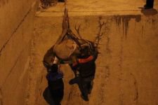 350 KİLOLUK GEYİK İÇİN SEFERBER OLUNDU