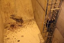 350 KİLOLUK GEYİK İÇİN SEFERBER OLUNDU