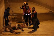 350 KİLOLUK GEYİK İÇİN SEFERBER OLUNDU